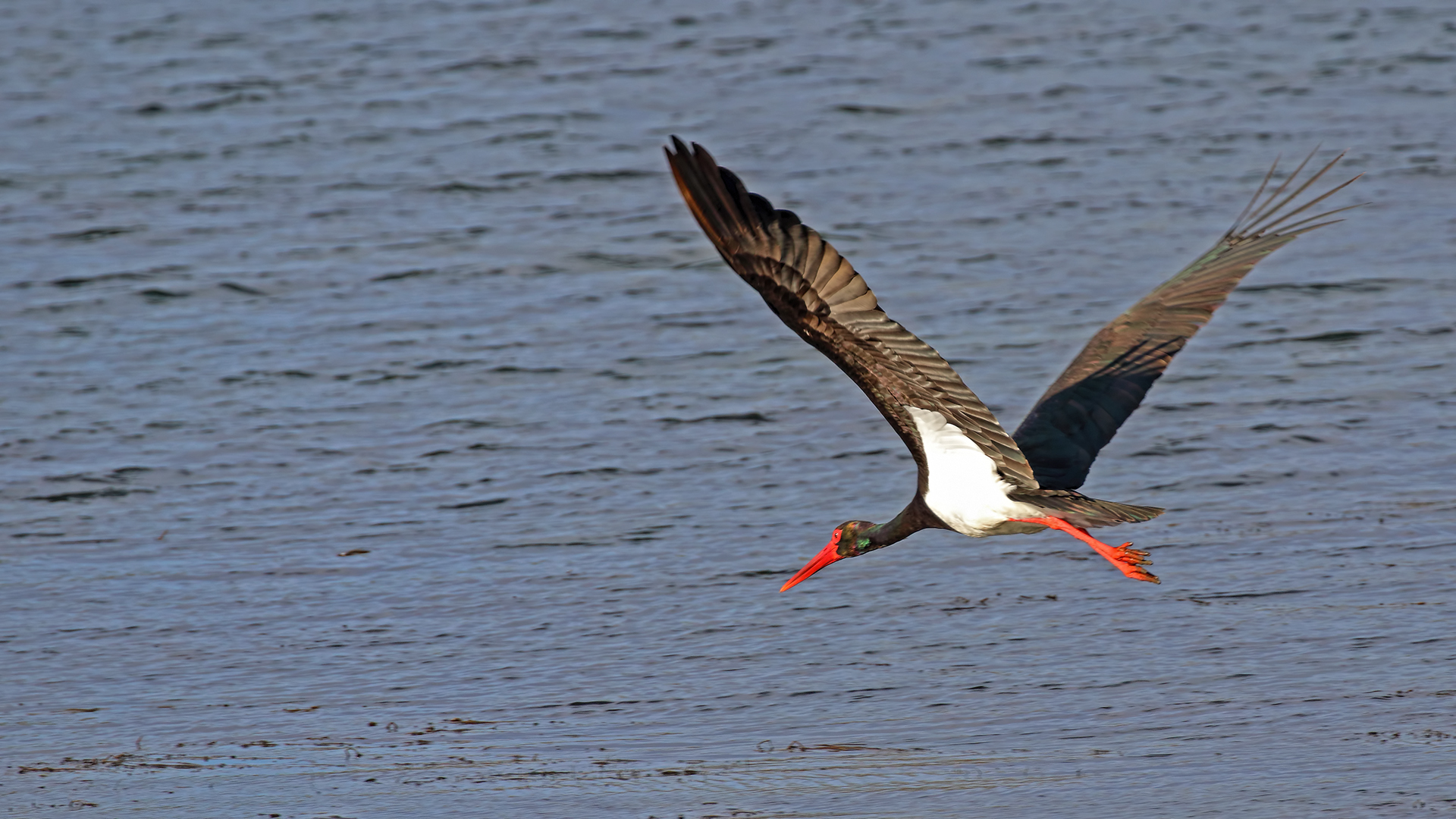 Black Stork